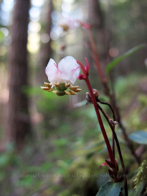 little pipsissewa (Chimaphila menziesii) [Lake Angeles Trail, Olympic National Park, Clallam County, Washington]