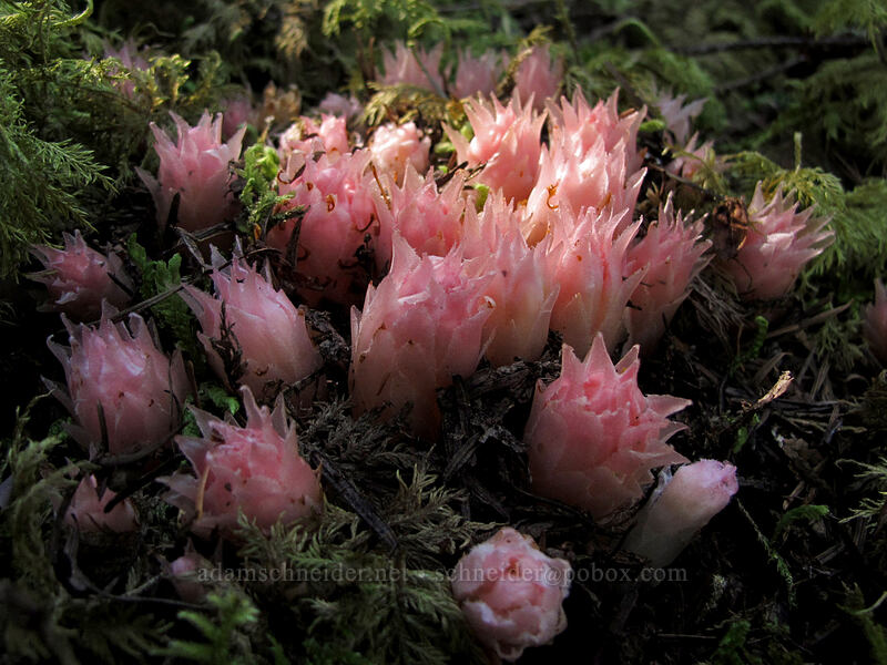gnome plant (Hemitomes congestum (Newberrya congesta)) [Lake Angeles Trail, Olympic National Park, Clallam County, Washington]