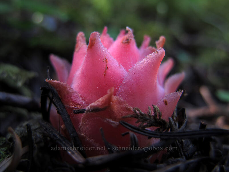 gnome plant (Hemitomes congestum (Newberrya congesta)) [Lake Angeles Trail, Olympic National Park, Clallam County, Washington]