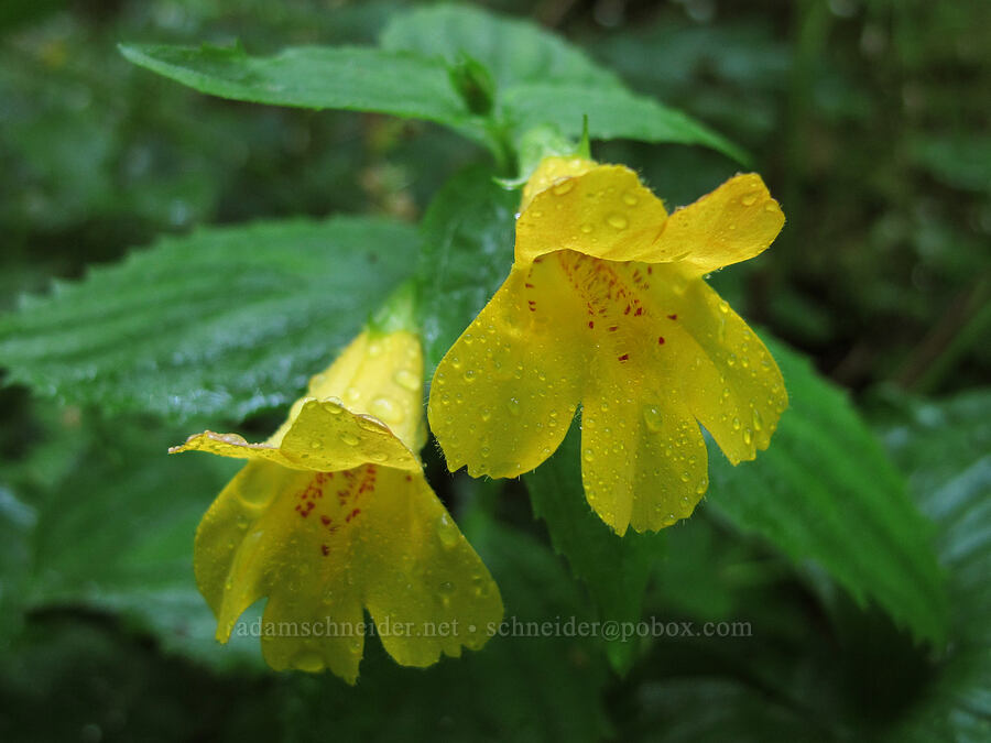 tooth-leaved monkeyflower (Erythranthe dentata (Mimulus dentatus)) [Saddle Mountain Trail, Clatsop County, Oregon]