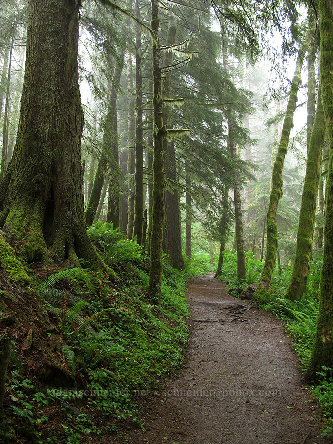 misty trail [Saddle Mountain Trail, Clatsop County, Oregon]