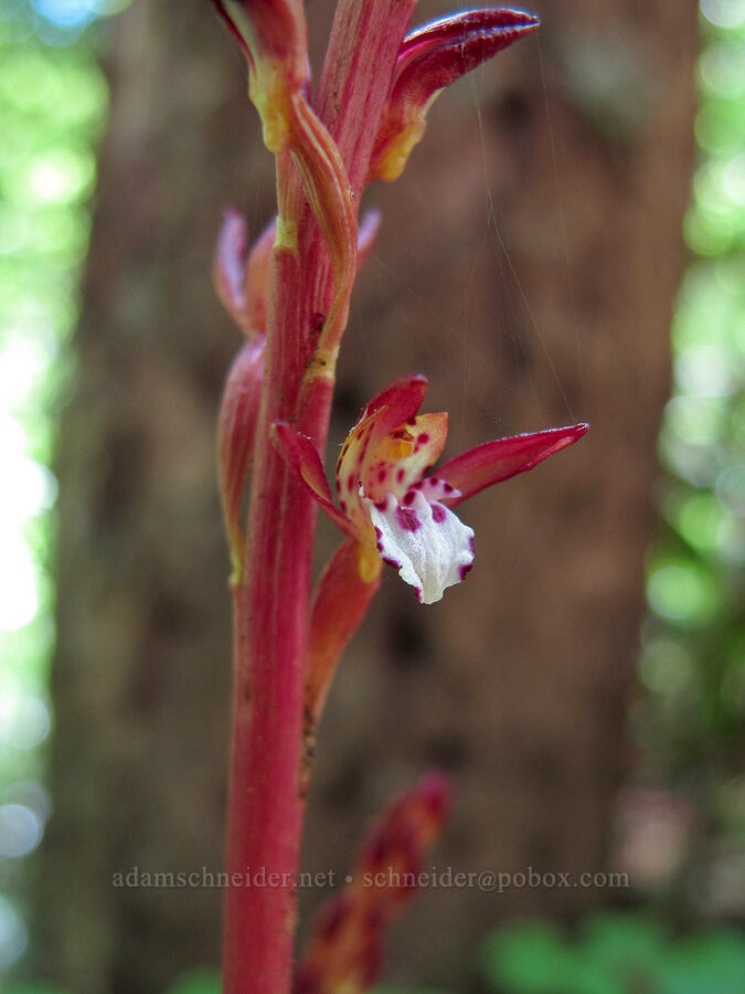 spotted coral-root orchid (Corallorhiza maculata) [Saddle Mountain Trail, Clatsop County, Oregon]