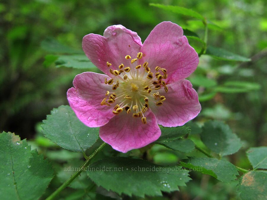 bald-hip rose (Rosa gymnocarpa) [Saddle Mountain Trail, Clatsop County, Oregon]