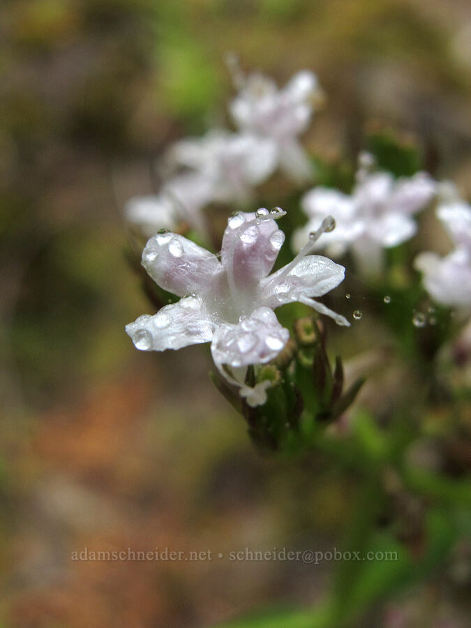 Scouler's valerian (Valeriana scouleri (Valeriana sitchensis ssp. scouleri)) [Saddle Mountain Trail, Clatsop County, Oregon]