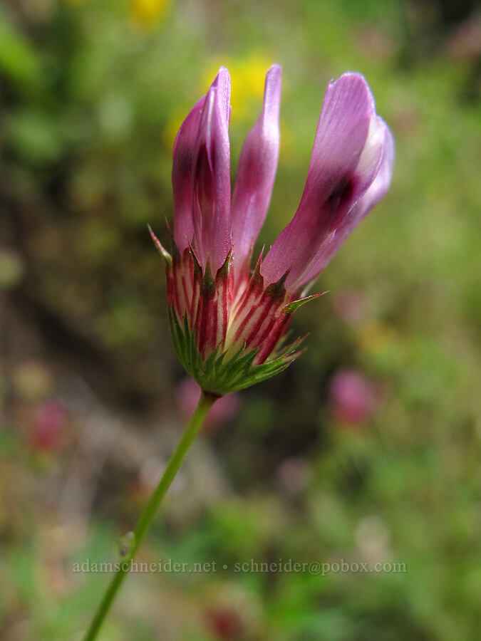 few-flowered clover (Trifolium oliganthum) [Saddle Mountain Trail, Clatsop County, Oregon]