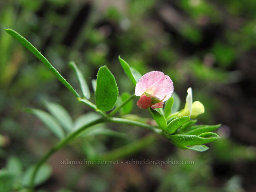 small-flowered deer-vetch (Lotus micranthus (Hosackia parviflora)) [Saddle Mountain Trail, Clatsop County, Oregon]