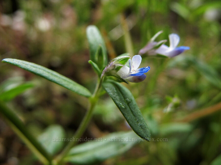 small-flowered blue-eyed-mary (Collinsia parviflora) [Saddle Mountain Trail, Clatsop County, Oregon]