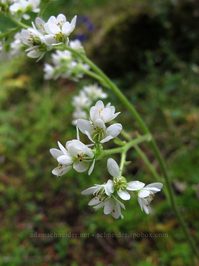 Saddle Mountain saxifrage (Micranthes hitchcockiana (Saxifraga latipetiolata)) [Saddle Mountain Trail, Clatsop County, Oregon]