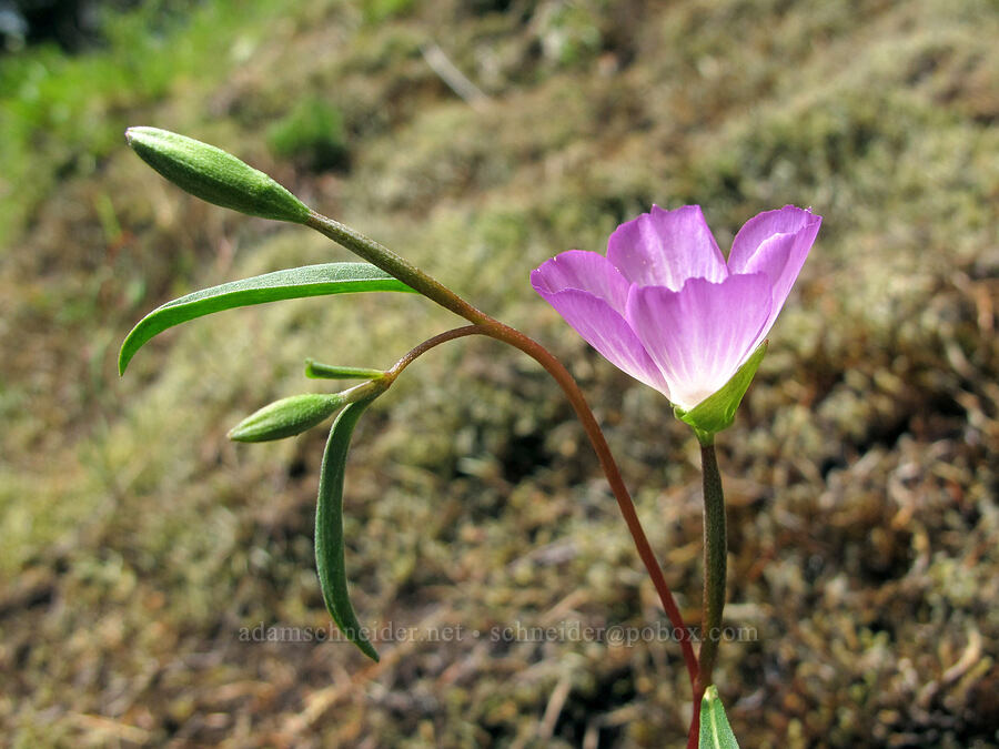 farewell-to-spring (Clarkia amoena ssp. caurina) [Saddle Mountain Trail, Clatsop County, Oregon]