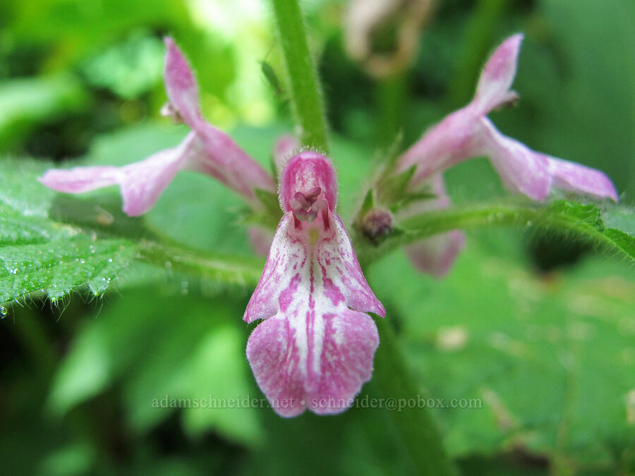 Mexican hedge-nettle (Stachys mexicana) [Saddle Mountain Trail, Clatsop County, Oregon]
