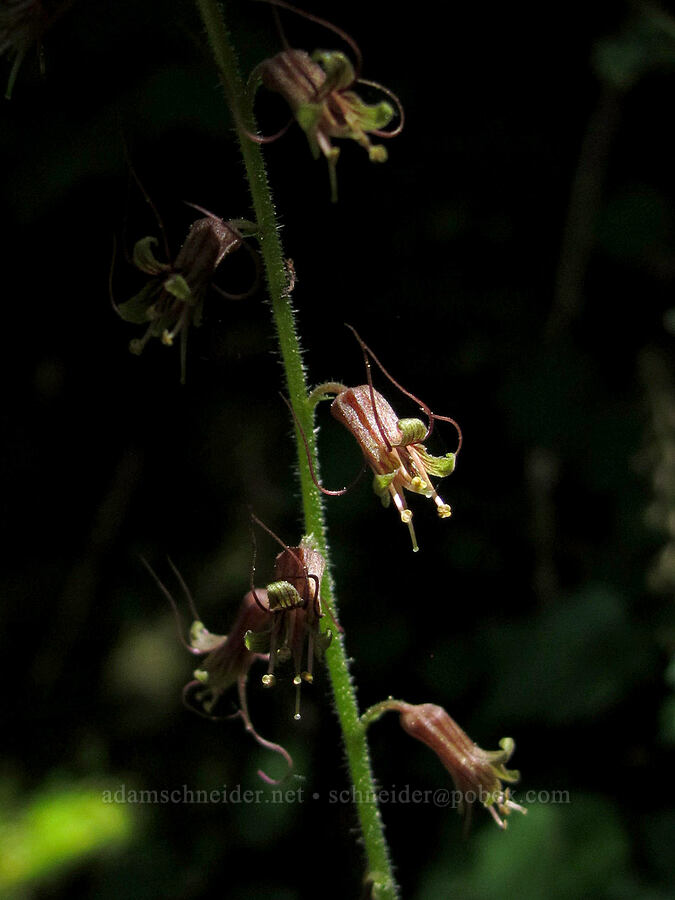 piggyback plant (Tolmiea menziesii) [Saddle Mountain Trail, Clatsop County, Oregon]