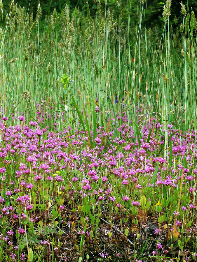 rosy plectritis & tall grass (Plectritis congesta) [Saddle Mountain, Clatsop County, Oregon]