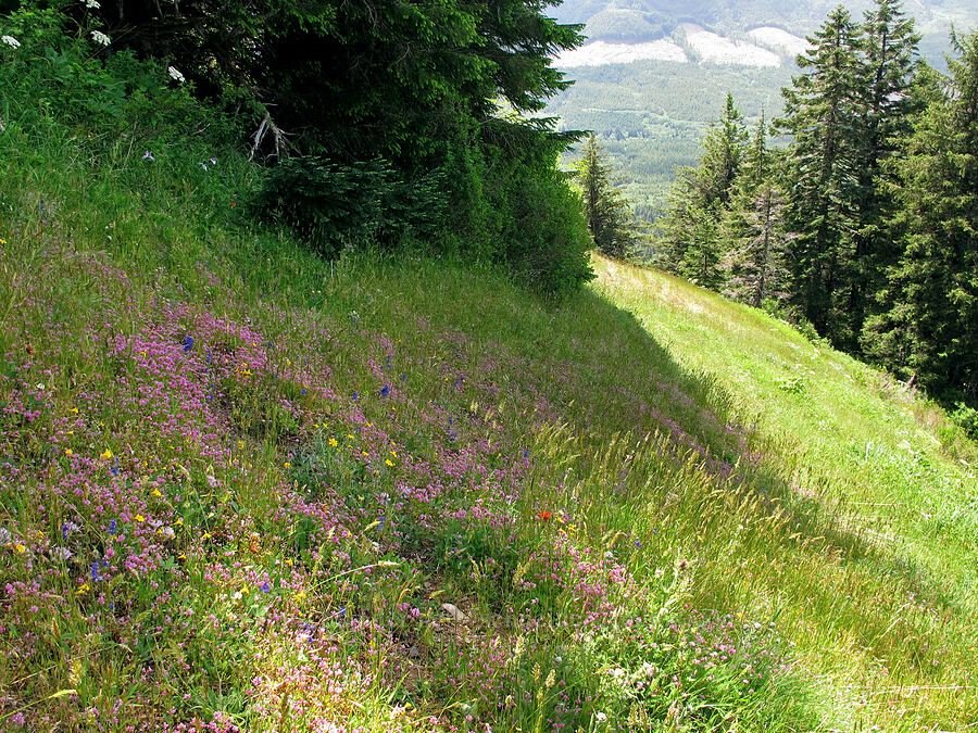 steep wildflower meadow [Saddle Mountain, Clatsop County, Oregon]