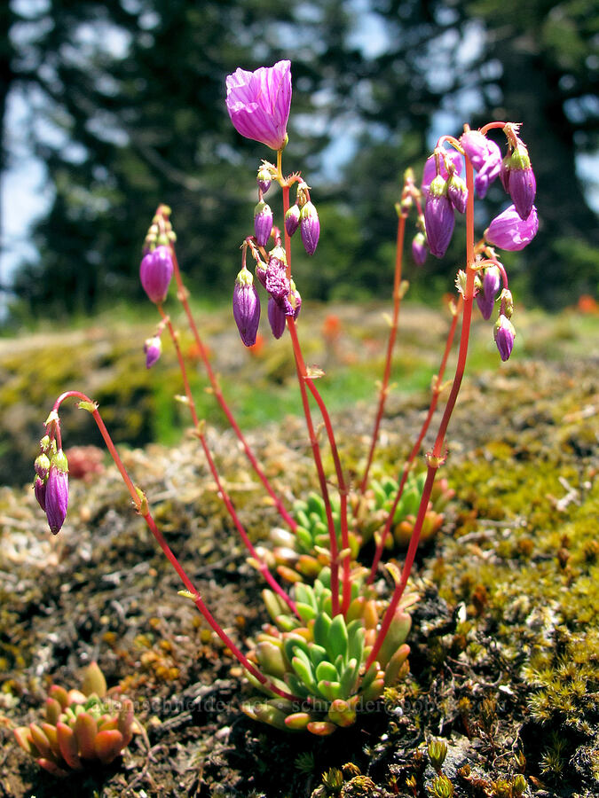 rosy Columbia lewisia (Lewisia columbiana var. rupicola) [Saddle Mountain, Clatsop County, Oregon]