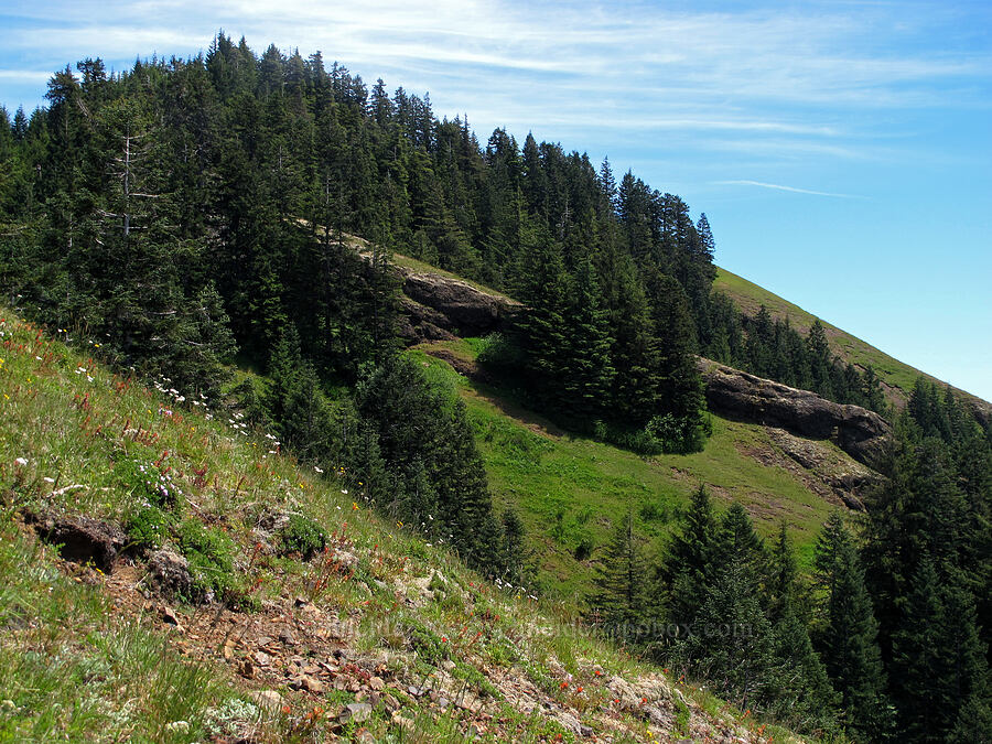 east side of Saddle Mountain [Saddle Mountain Trail, Clatsop County, Oregon]