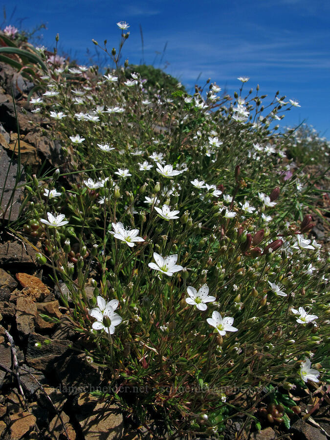 rock sandwort (Minuartia stricta (Arenaria stricta)) [Saddle Mountain Trail, Clatsop County, Oregon]