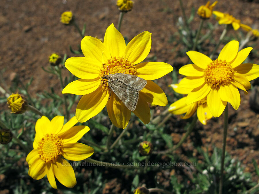 moth on Oregon sunshine (Eriophyllum lanatum) [Saddle Mountain Trail, Clatsop County, Oregon]