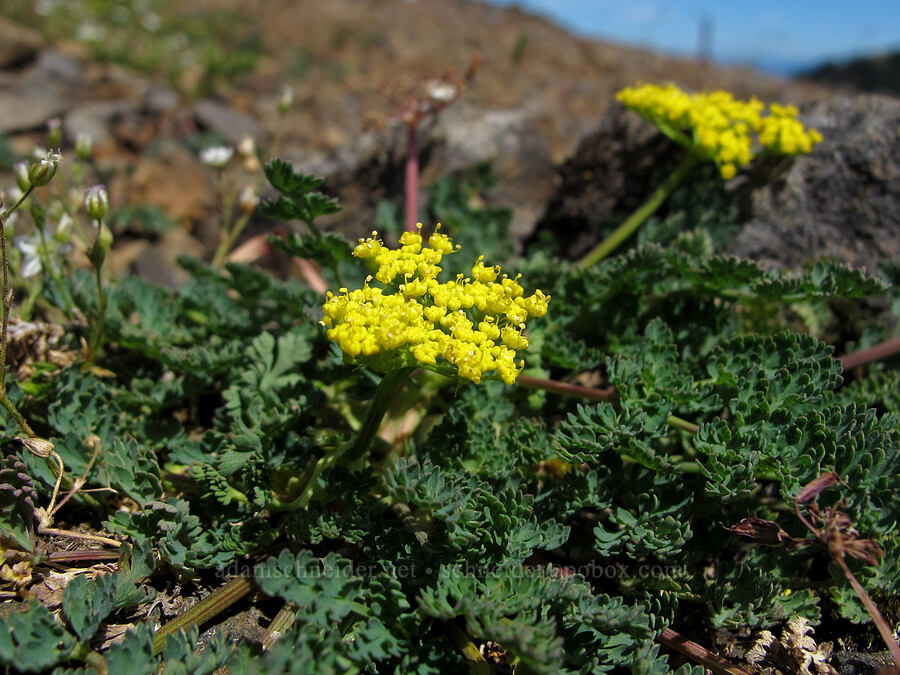 Cascade desert-parsley (Lomatium martindalei) [Saddle Mountain summit, Clatsop County, Oregon]