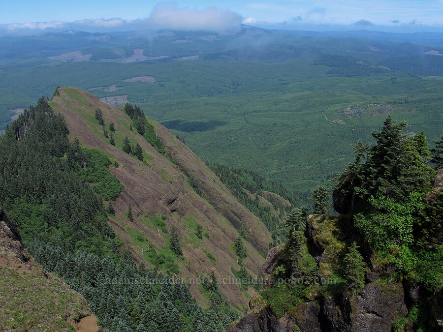 view to the northeast [Saddle Mountain summit, Clatsop County, Oregon]