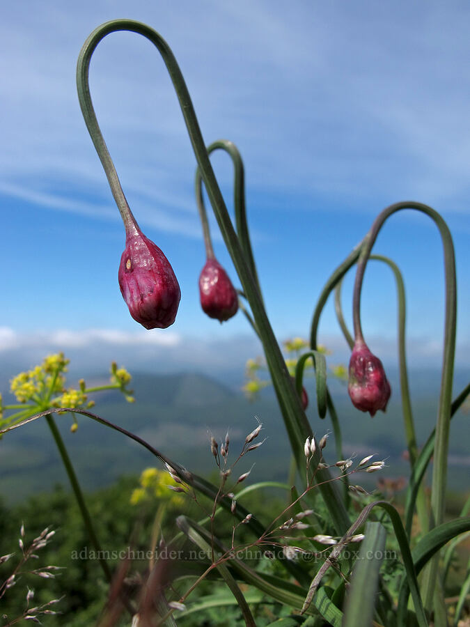 nodding onion (Allium cernuum) [Saddle Mountain summit, Clatsop County, Oregon]