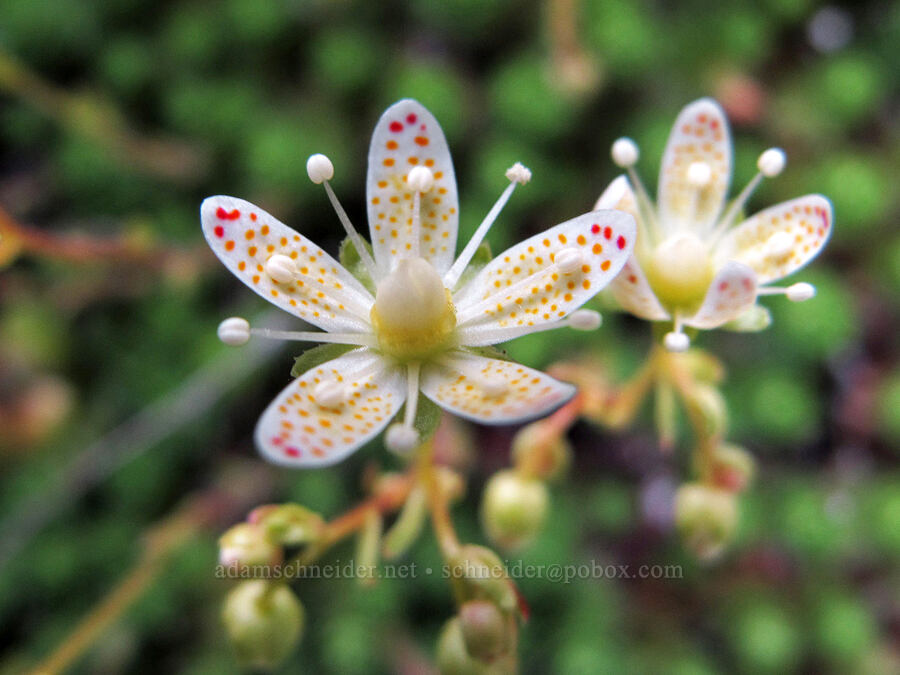 spotted (yellow-dot) saxifrage (Saxifraga bronchialis ssp. vespertina (Saxifraga vespertina)) [Saddle Mountain summit, Clatsop County, Oregon]