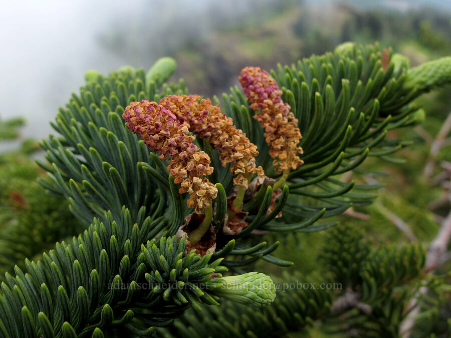 noble fir flowers (Abies procera) [Saddle Mountain summit, Clatsop County, Oregon]