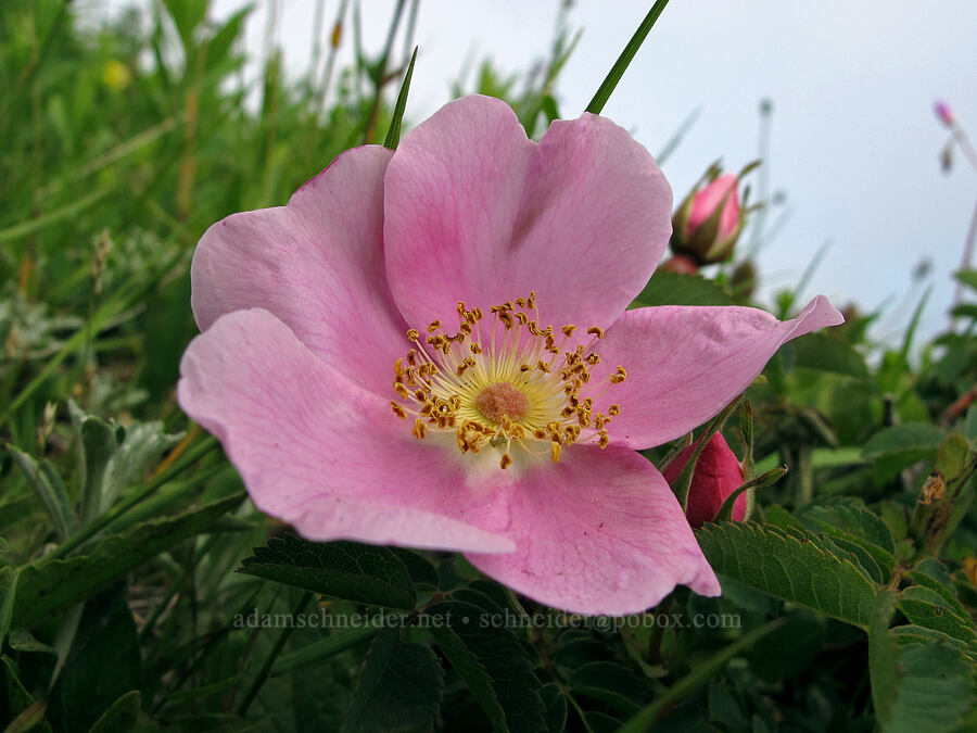 Nootka rose (Rosa nutkana) [Saddle Mountain Trail, Clatsop County, Oregon]