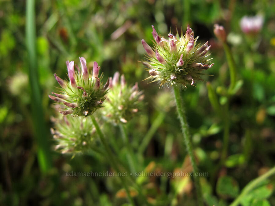 small-head clover (Trifolium microcephalum) [Saddle Mountain Trail, Clatsop County, Oregon]