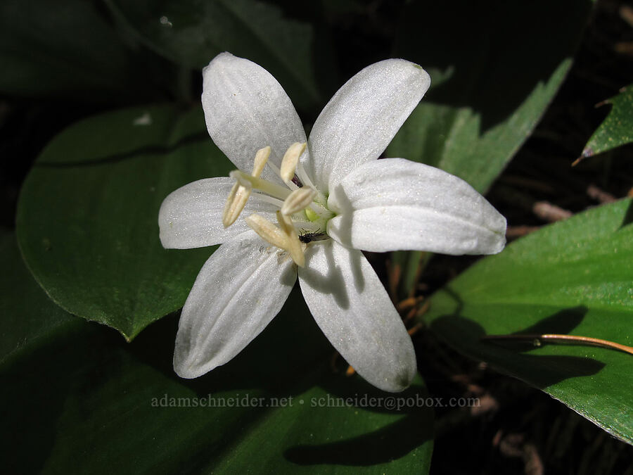 bead lily (Clintonia uniflora) [Saddle Mountain Trail, Clatsop County, Oregon]