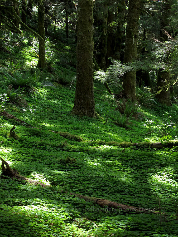 sorrel-carpeted forest (Oxalis oregana) [Saddle Mountain Trail, Clatsop County, Oregon]