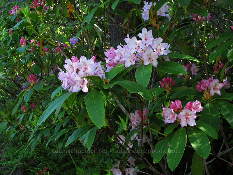 rhododendron (Rhododendron macrophyllum) [Mirror Lake, Mt. Hood National Forest, Clackamas County, Oregon]