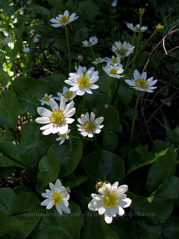 white marsh-marigolds (Caltha biflora (Caltha leptosepala var. biflora)) [Mirror Lake, Mt. Hood National Forest, Clackamas County, Oregon]