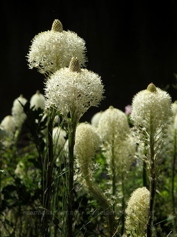 beargrass (Xerophyllum tenax) [Mirror Lake, Mt. Hood National Forest, Clackamas County, Oregon]