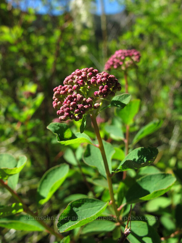 spirea (Spiraea splendens (Spiraea densiflora)) [Mirror Lake, Mt. Hood National Forest, Clackamas County, Oregon]