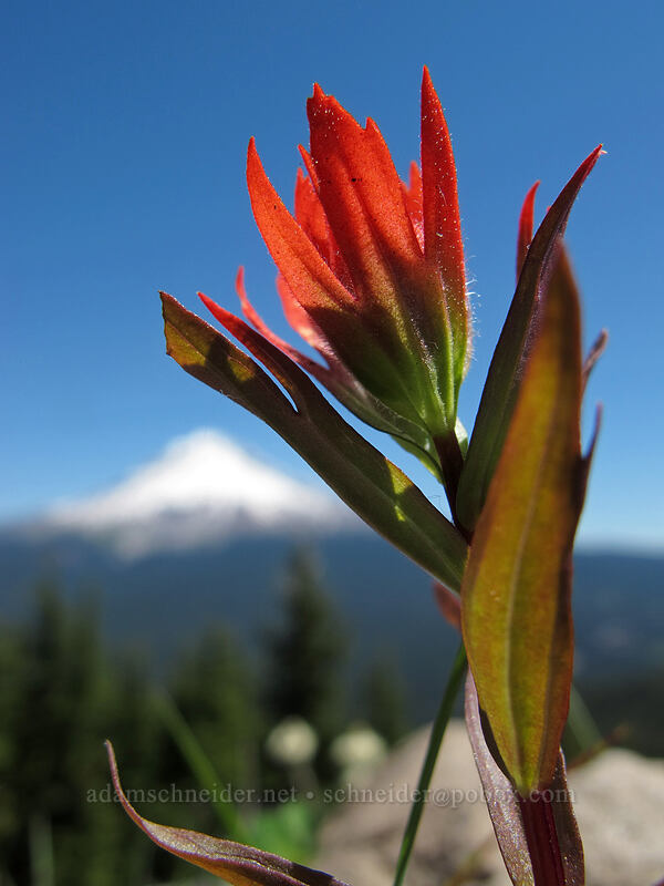 scarlet paintbrush (Castilleja miniata) [Tom Dick & Harry Mountain, Salmon-Huckleberry Wilderness, Clackamas County, Oregon]