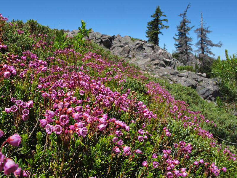 pink mountain heather (Phyllodoce empetriformis) [Tom Dick & Harry Mountain, Salmon-Huckleberry Wilderness, Clackamas County, Oregon]