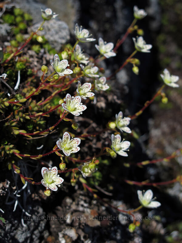 spotted saxifrage (Saxifraga bronchialis ssp. vespertina (Saxifraga vespertina)) [Tom Dick & Harry Mountain, Salmon-Huckleberry Wilderness, Clackamas County, Oregon]