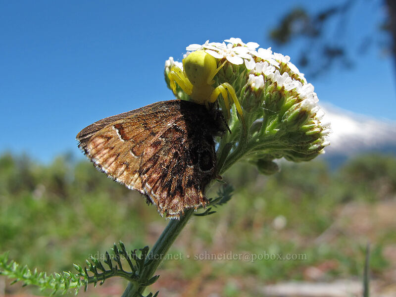 crab spider eating a western pine elfin butterfly (Misumena vatia, Callophrys eryphon) [Tom Dick & Harry Mountain, Mt. Hood National Forest, Clackamas County, Oregon]