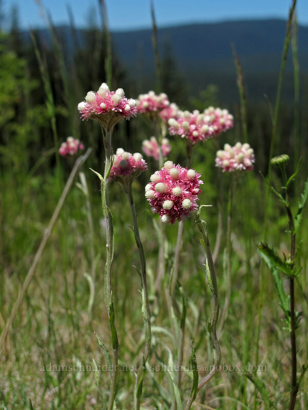 rosy pussy-toes (Antennaria rosea) [Ski Bowl, Mt. Hood National Forest, Clackamas County, Oregon]