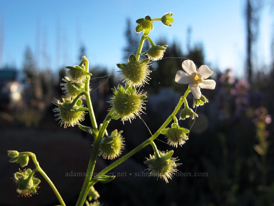 California stickseed (Hackelia californica) [Jack Lake Trailhead, Deschutes National Forest, Jefferson County, Oregon]