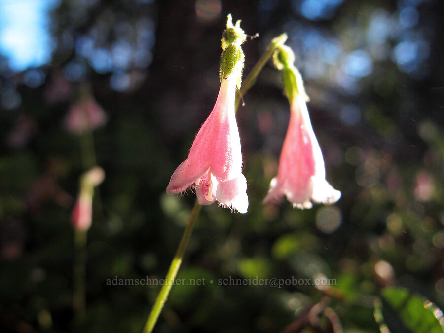 twinflower (Linnaea borealis) [Summit Lake Trail, Deschutes National Forest, Jefferson County, Oregon]