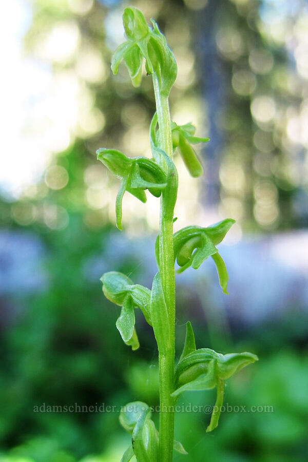slender bog orchid (Platanthera stricta (Habenaria saccata)) [Canyon Creek Trail, Mt. Jefferson Wilderness, Jefferson County, Oregon]