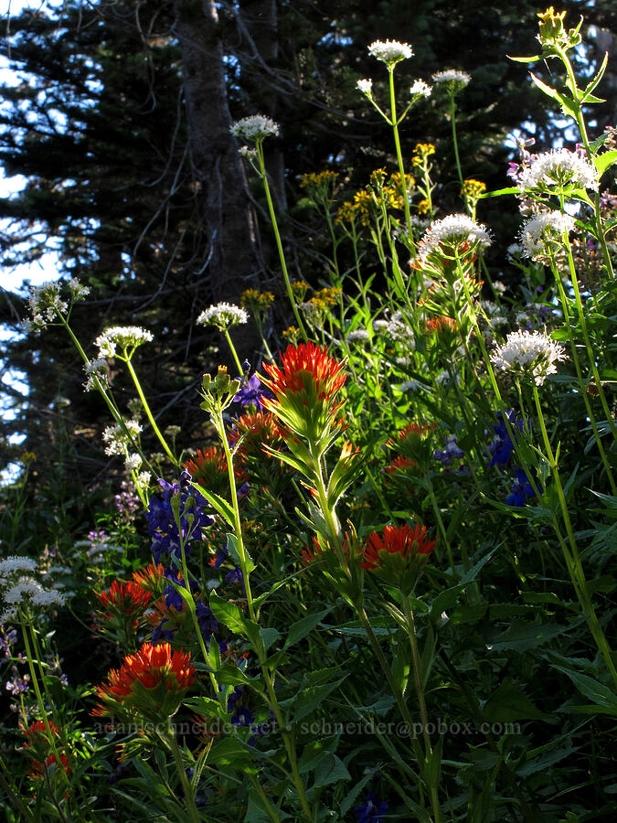 wildflowers (Castilleja suksdorfii, Valeriana sitchensis, Delphinium sp., Senecio triangularis) [Canyon Creek Trail, Mt. Jefferson Wilderness, Jefferson County, Oregon]