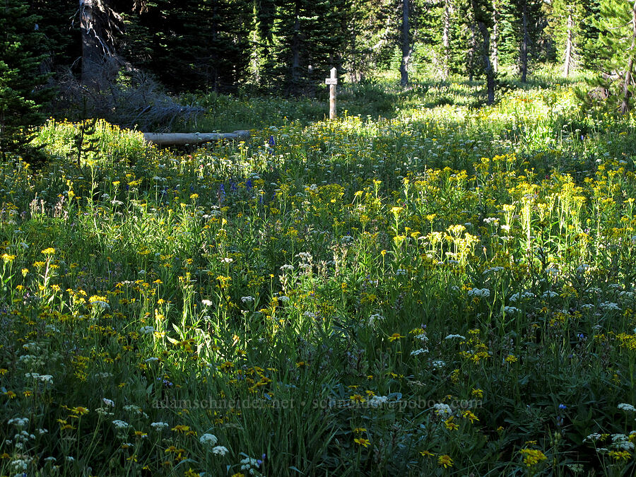 wildflowers (Senecio triangularis, Ligusticum grayi, Delphinium menziesii) [Canyon Creek Trail, Mt. Jefferson Wilderness, Jefferson County, Oregon]