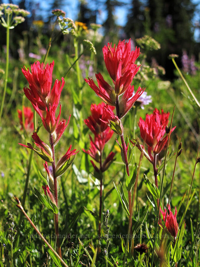 magenta paintbrush (Castilleja parviflora var. oreopola) [Canyon Creek Meadows, Mt. Jefferson Wilderness, Jefferson County, Oregon]