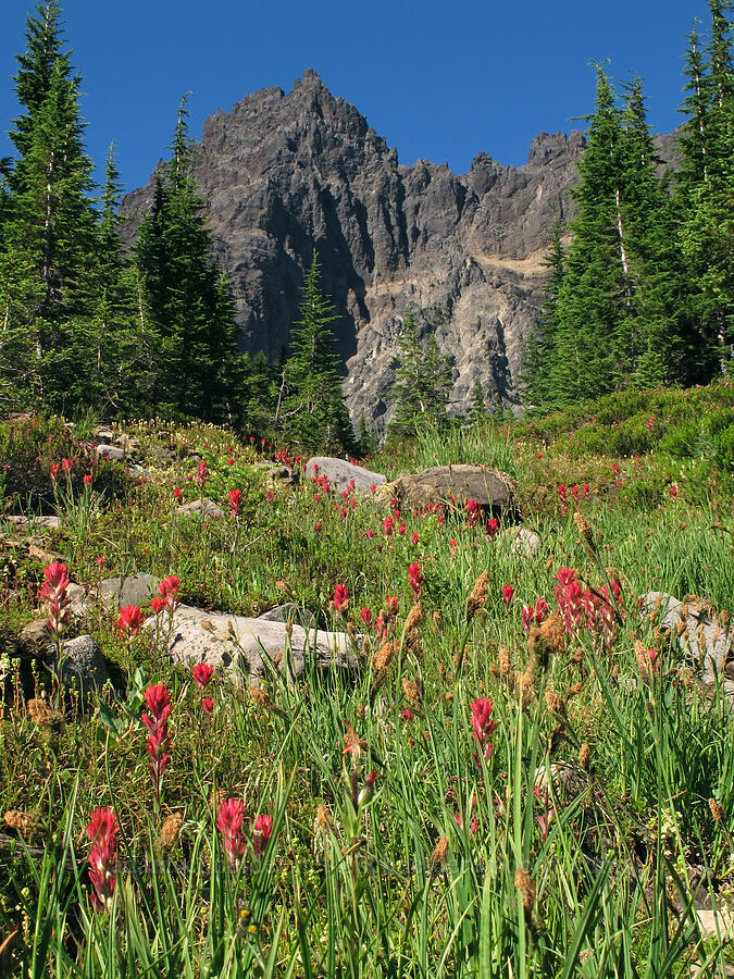 Three-Fingered Jack & paintbrush (Castilleja parviflora var. oreopola) [Canyon Creek Meadows, Mt. Jefferson Wilderness, Jefferson County, Oregon]