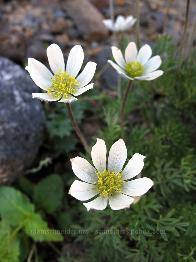 Drummond's anemones (Anemone drummondii) [Three-Fingered Jack's east ridge, Mt. Jefferson Wilderness, Jefferson County, Oregon]
