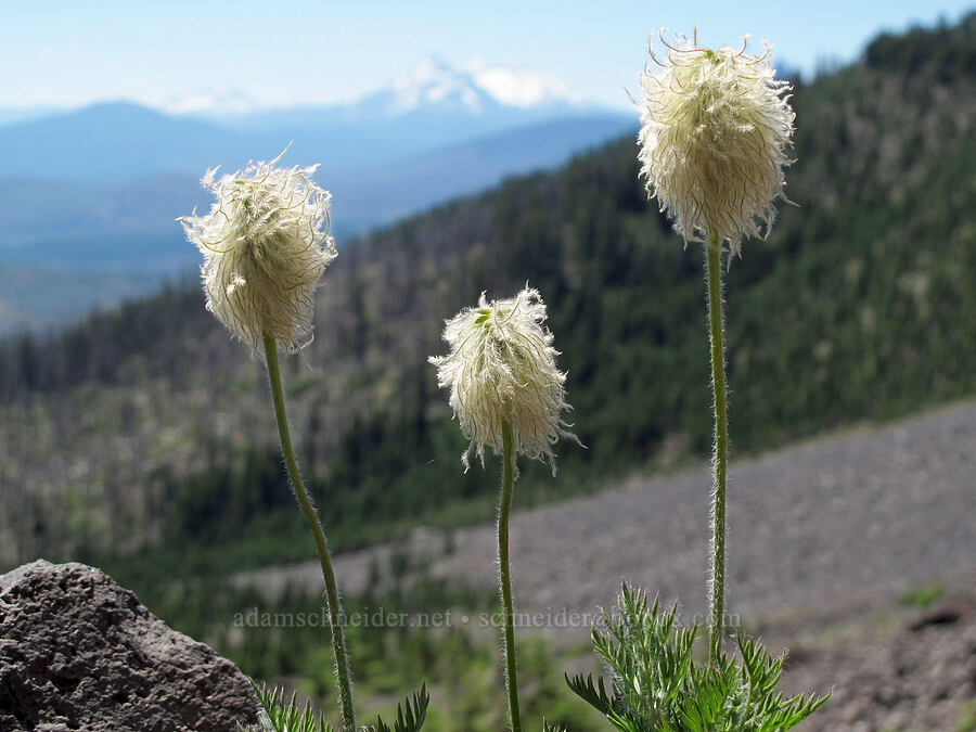 western pasqueflower seed-heads (Anemone occidentalis) [above First Creek Meadows, Mt. Jefferson Wilderness, Jefferson County, Oregon]