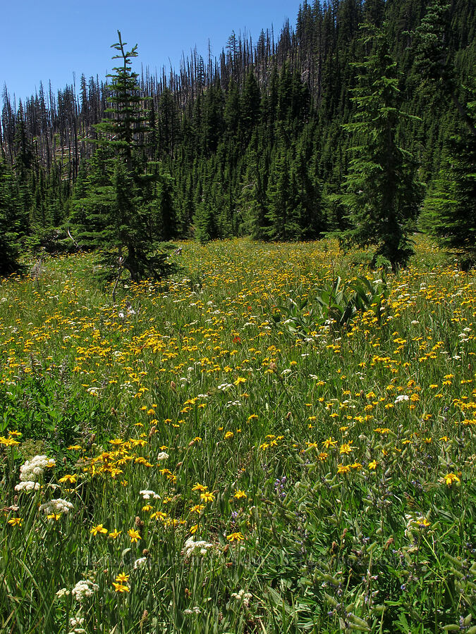 field of arnica (Arnica sp.) [First Creek Meadows, Mt. Jefferson Wilderness, Jefferson County, Oregon]