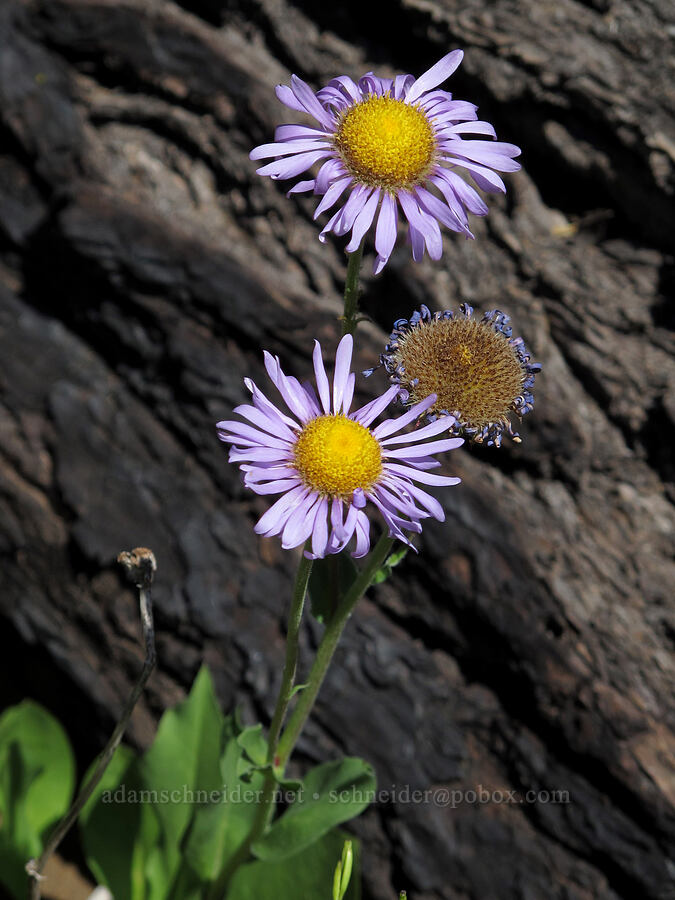 subalpine fleabane (Erigeron glacialis var. glacialis) [First Creek Meadows, Mt. Jefferson Wilderness, Jefferson County, Oregon]